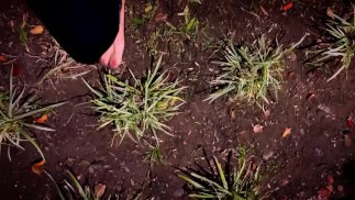 Ноги великанши