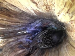 beautiful singin bird