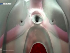Анатомия 3D Женская анатомия - Что находится внутри ?Женская предстательная железа от издания Dandel - Screenshot 10 of 16 - Education
