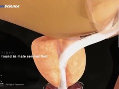 Анатомия 3D Женская анатомия - Что находится внутри ?Женская предстательная железа от издания Dandel - Screenshot 15 of 16 - Lesson