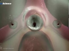 Анатомия 3D Женская анатомия - Что находится внутри ?Женская предстательная железа от издания Dandel - Screenshot 2 of 16 - Anatomy Lesson