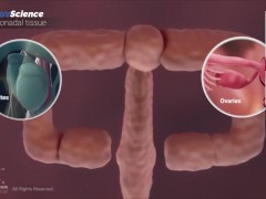 Анатомия 3D Женская анатомия - Что находится внутри ?Женская предстательная железа от издания Dandel - Screenshot 3 of 16 - Lesson