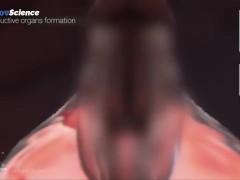 Анатомия 3D Женская анатомия - Что находится внутри ?Женская предстательная железа от издания Dandel - Screenshot 5 of 16 - Anatomy Lesson