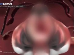 Анатомия 3D Женская анатомия - Что находится внутри ?Женская предстательная железа от издания Dandel - Screenshot 6 of 16 - Lesson