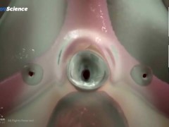 Анатомия 3D Женская анатомия - Что находится внутри ?Женская предстательная железа от издания Dandel - Screenshot 7 of 16 - Education