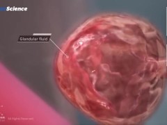 Анатомия 3D Женская анатомия - Что находится внутри ?Женская предстательная железа от издания Dandel - Screenshot 8 of 16 - Anatomy Lesson