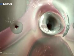 Анатомия 3D Женская анатомия - Что находится внутри ?Женская предстательная железа от издания Dandel - Screenshot 9 of 16 - Lesson