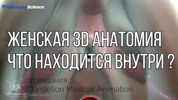 Анатомия 3D Женская анатомия - Что находится внутри ?Женская предстательная железа от издания Dandel