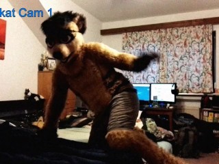 Meerkat Cam