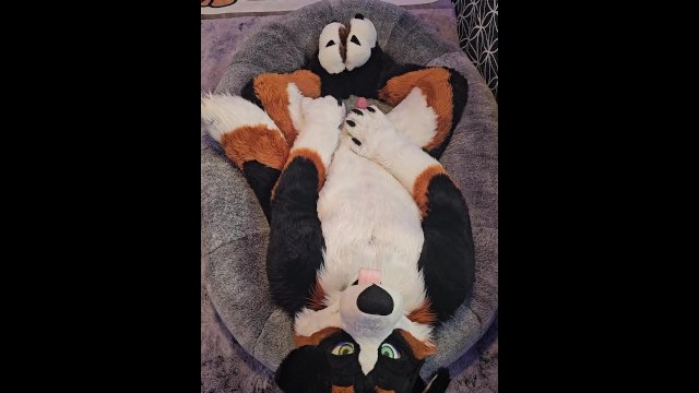 Good Boy @AngryBarks jerks off and edges with you 💦