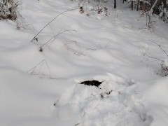 Winter Games Outdoors - Real Cold Hard Action - Screenshot 15 of 16 - Masturbation
