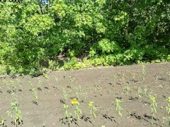 Sunflowers - Screenshot 11 of 16 - Outdoor