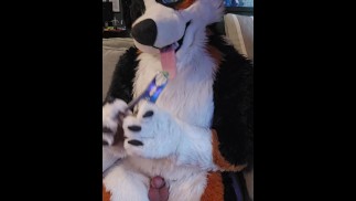 @AngryBarks из ветеринарной клиники подготовит вас к завтрашней кастрации [инструкция]