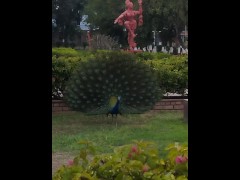 Peacock seen dancing