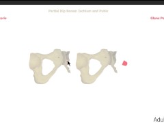 Female Anatomy and Homology