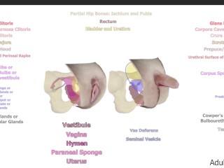 Female Anatomy and Homology