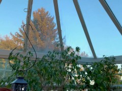 Nat's Solarium garden tour