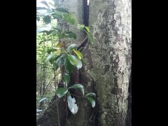У дерева в лесу - Screenshot 2 of 16 - Forest