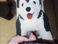 Husky dog peeing