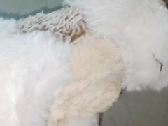 Gray wolf - Screenshot 16 of 16 - Plush