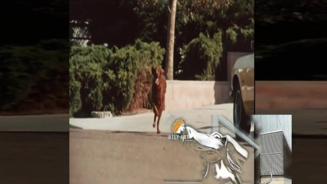 slow animals