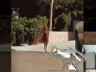 Slow Animals