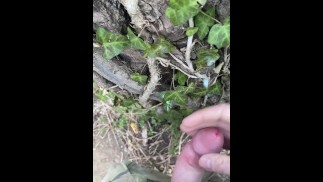 Blasting a load of cum all over a tree on my hike.