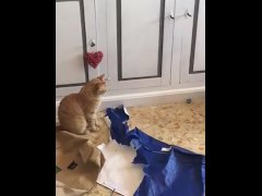 pussy plays during covid time