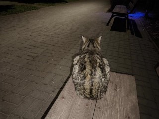 КАЙФУЮ ОТ ЭТОГО ГРЕБАНОГО МИРА