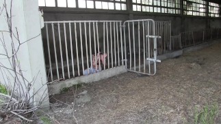 La vacca insiste con il marito per tornare nel suo habitat naturale la stalla - video completo su OF