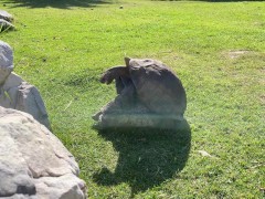 Step brother turtle is fucking the sister as there is no tomorrow! 🐢