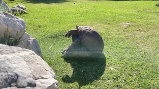 继兄乌龟正在操妹妹，因为没有明天！🐢