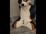 Fertility Check! Stud Dog @AngryBarks Milks his Heavy Balls and puts his Cum under a Microscope??