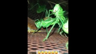 How grasshopper fuck