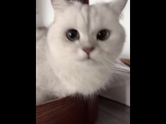 Funny Cats