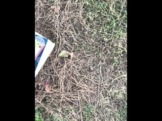 Птичка на заборе