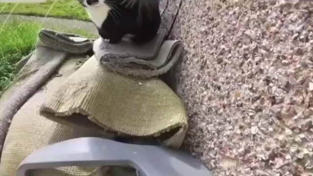 Кошка на прогулке