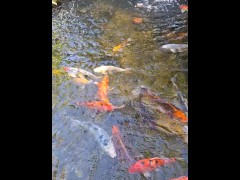 Pretty colorful koi fish in a huge pond - Screenshot 1 of 16 - Fish