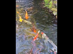 Pretty colorful koi fish in a huge pond - Screenshot 10 of 16 - Waterfall