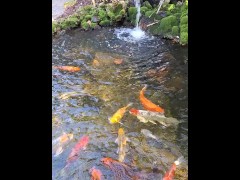 Pretty colorful koi fish in a huge pond