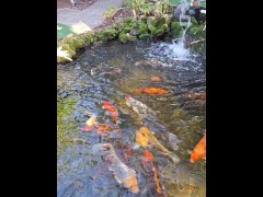 Pretty colorful koi fish in a huge pond - Screenshot 14 of 16 - Outside