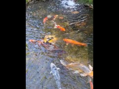 Pretty colorful koi fish in a huge pond - Screenshot 15 of 16 - Waterfall