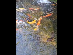 Pretty colorful koi fish in a huge pond - Screenshot 16 of 16 - Fish