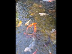 Pretty colorful koi fish in a huge pond - Screenshot 2 of 16 - Koi