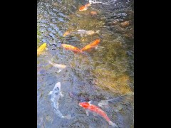 Pretty colorful koi fish in a huge pond - Screenshot 3 of 16 - Pond