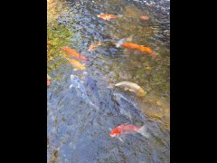Pretty colorful koi fish in a huge pond - Screenshot 4 of 16 - Outside