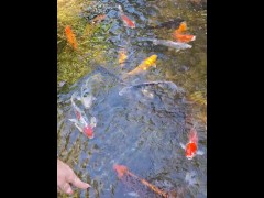 Pretty colorful koi fish in a huge pond - Screenshot 6 of 16 - Fish