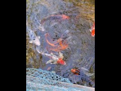 Pretty colorful koi fish in a huge pond - Screenshot 7 of 16 - Koi