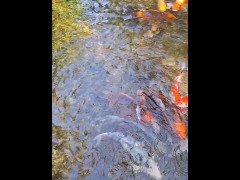 Pretty colorful koi fish in a huge pond - Screenshot 8 of 16 - Pond
