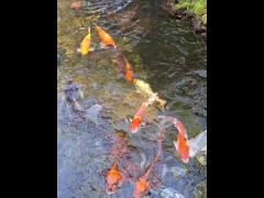 Pretty colorful koi fish in a huge pond - Screenshot 9 of 16 - Outside